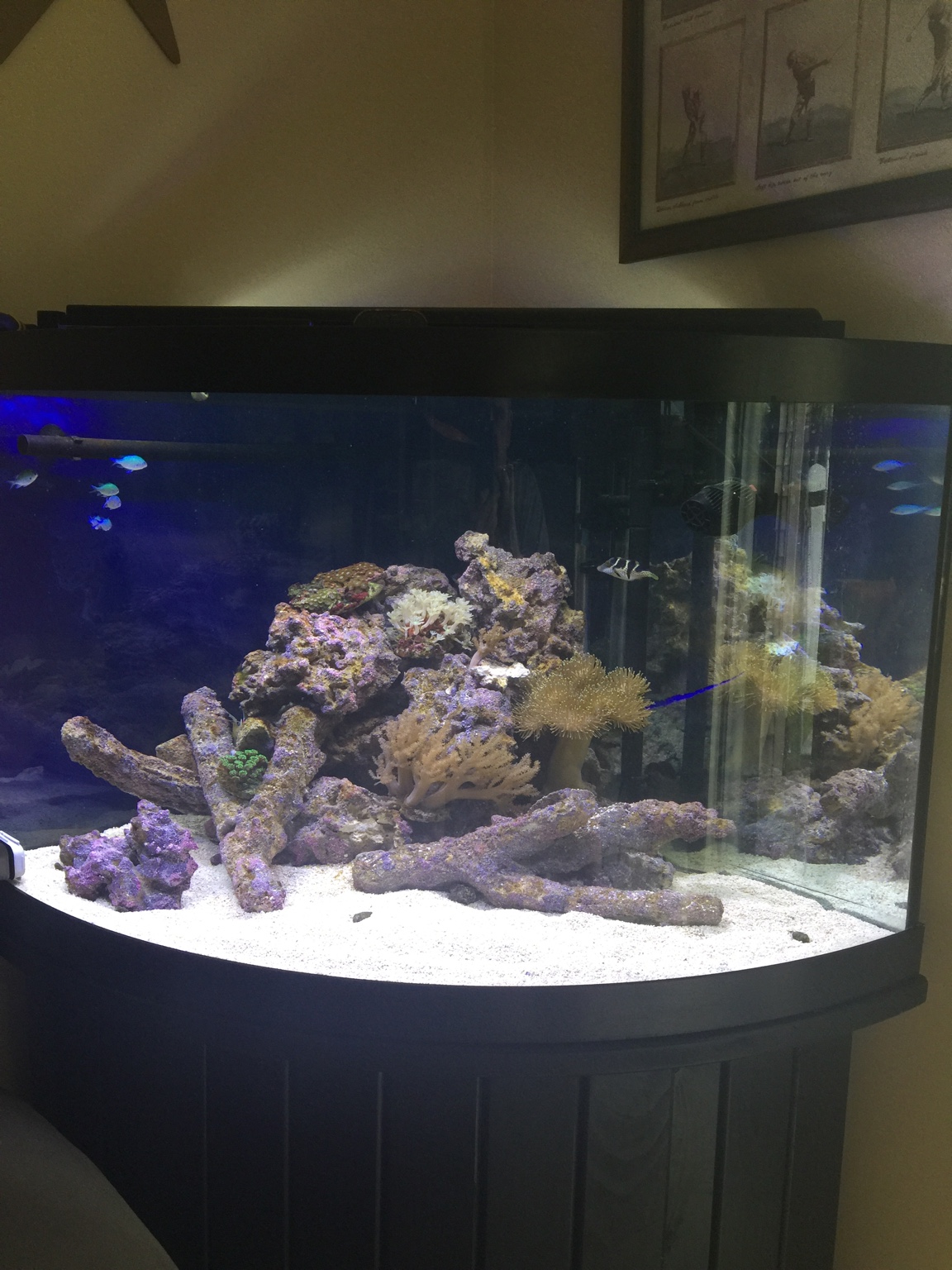 Voorkeur Machtig geduldig My 54 Corner tank | REEF2REEF Saltwater and Reef Aquarium Forum