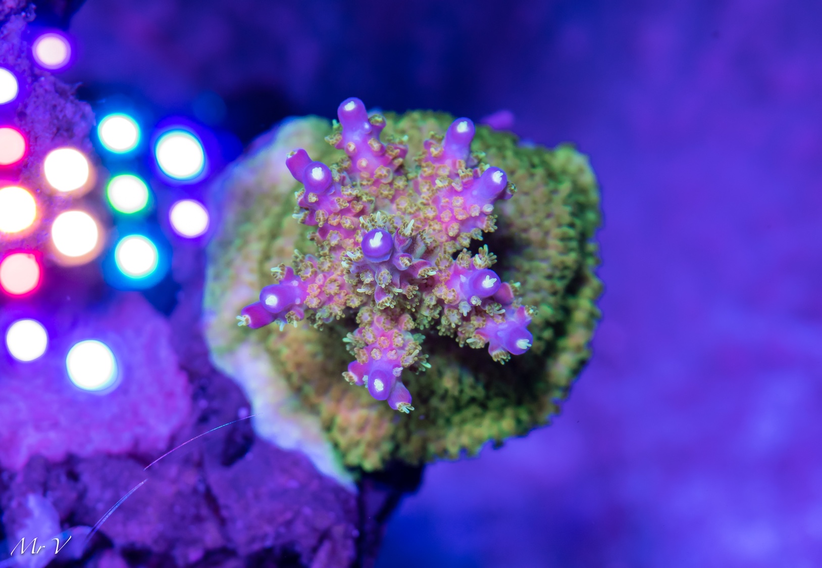 80aa8bf55f19061c271eb4afad5ce9f5.jpg
