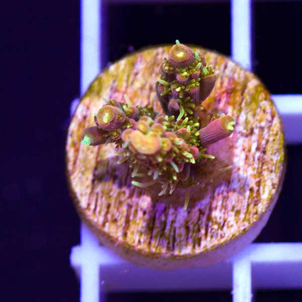 ss1583-1.jpg