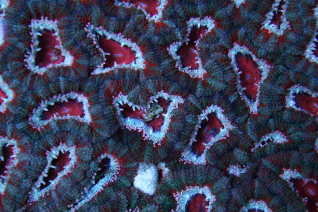 red-centered-acans.jpg