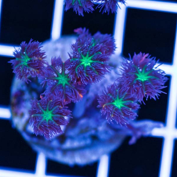Coral Madness Killer Clove Polyps #2
