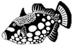 www.reef4sale.com