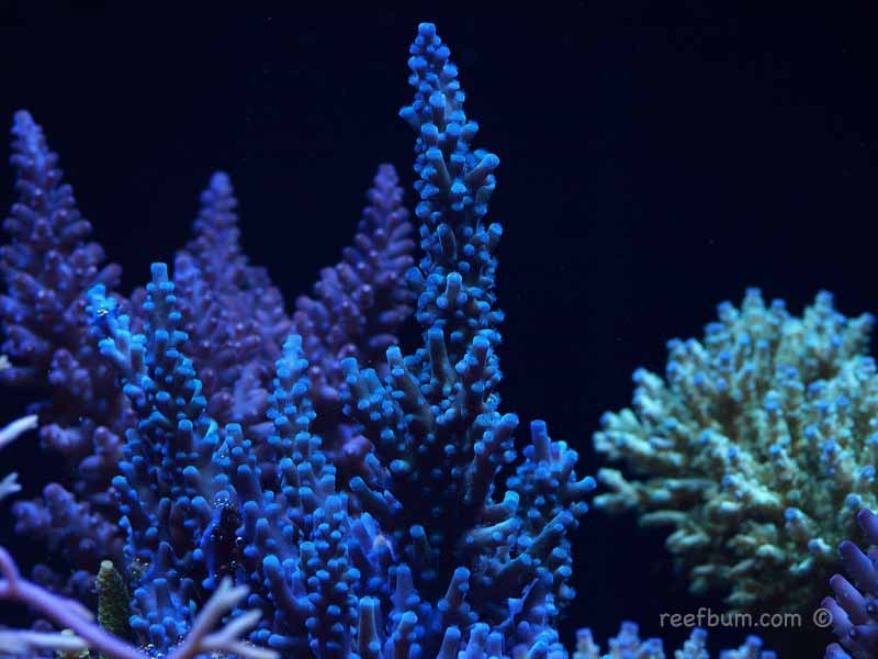Jan2610Tankpic11.jpg