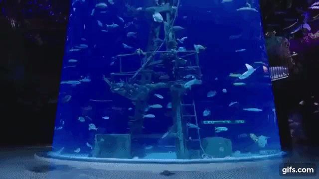 8uuI8jE.gif