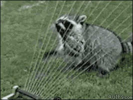 racoon GIF