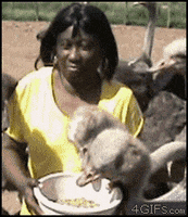 wig ostrich GIF