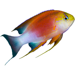 scuba.spanglers.com