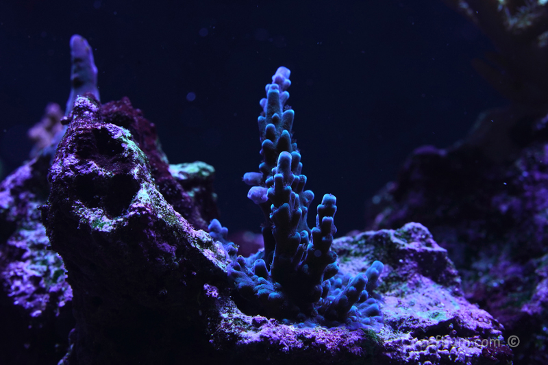 SPS-pic8-Nov-11-2018.jpg