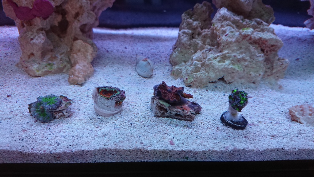 corals1.JPG