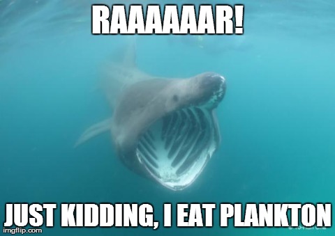 basking-shark-meme.jpg