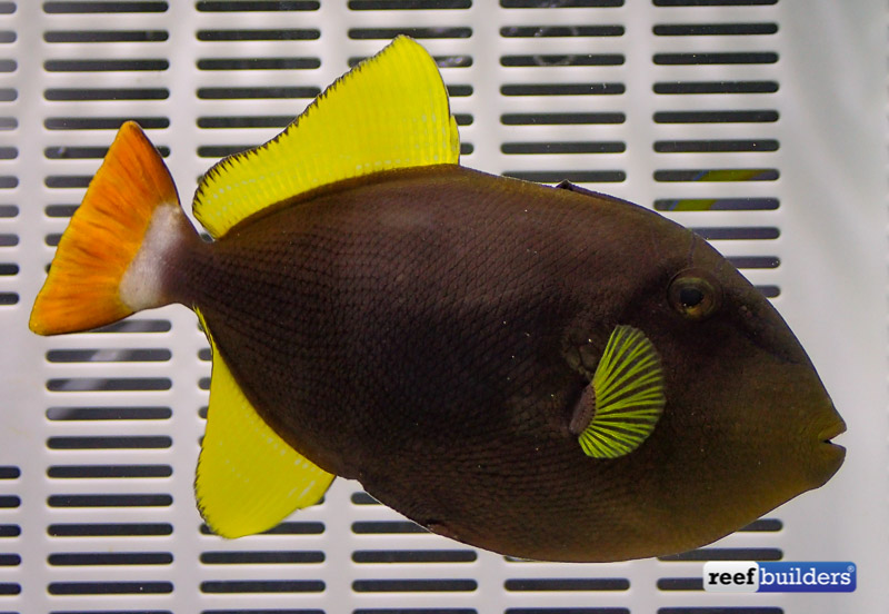reefbuilders.com
