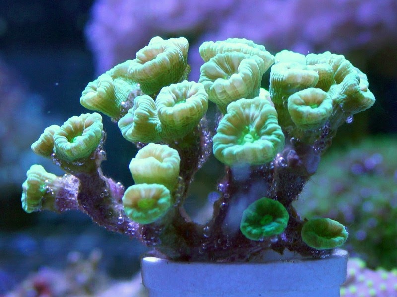 Caulastrea-furcata-–-Neon-Green-Candy-Cane-Colony-2-Side.jpg