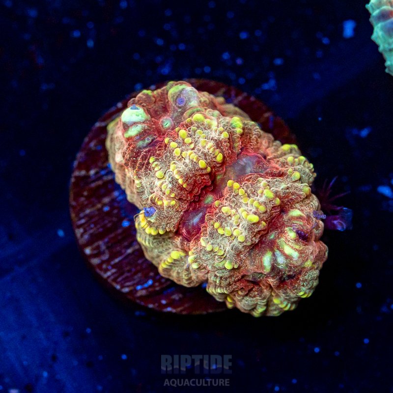 Riptide-8106.jpg