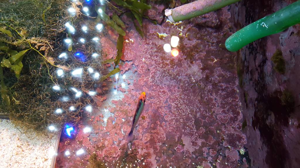 View of Benefits of Coralline Algae? | Reef2Reef