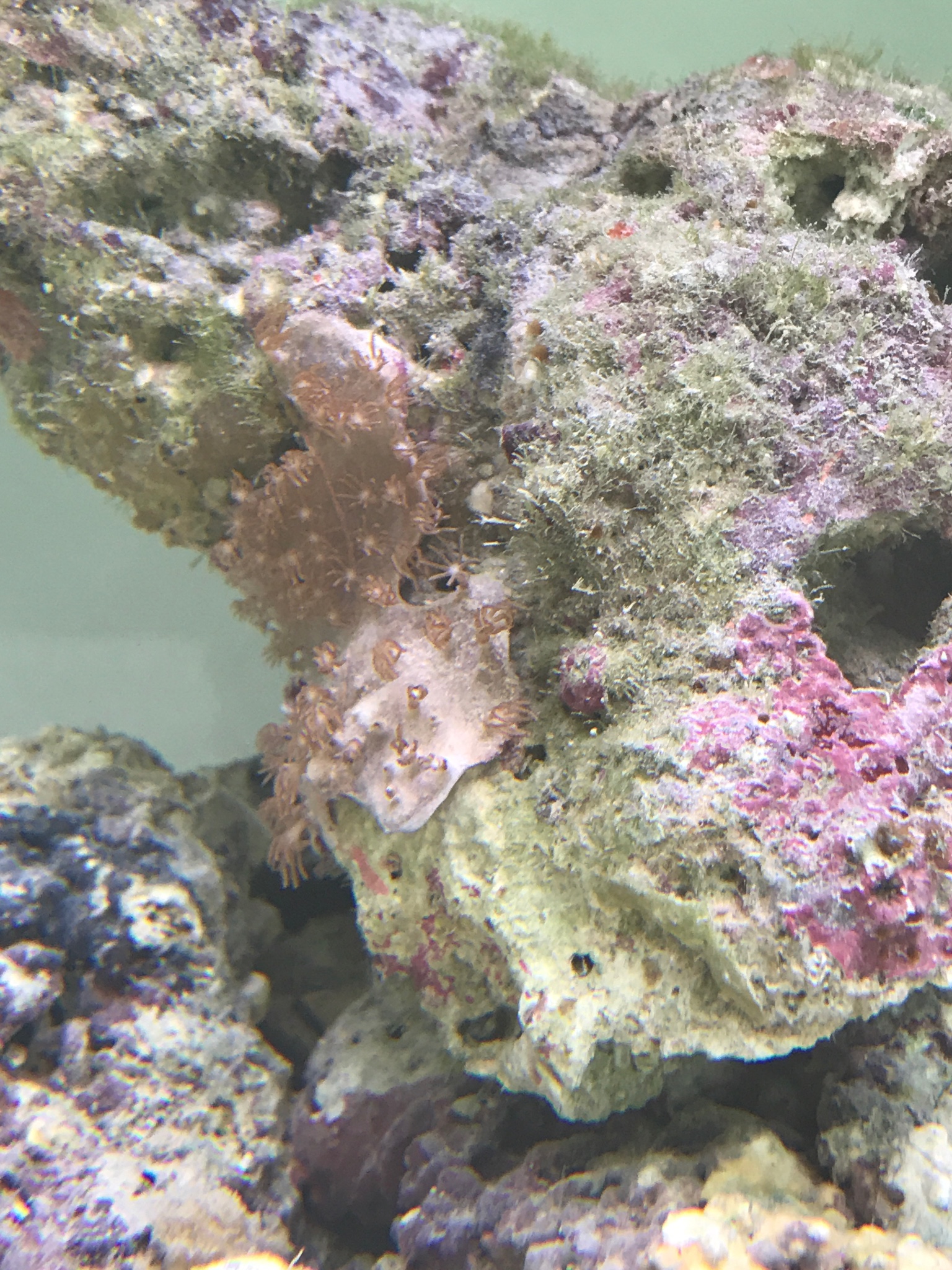 Can anyone identify this coral that came with my live rock? | REEF2REEF ...