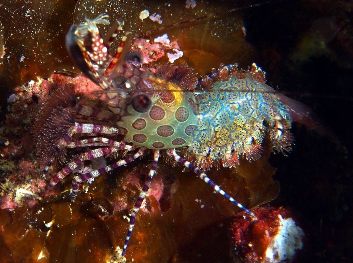 Marbled Shrimp - Saron marmoratus - Fiji - Photo 4 - Tropical Pacific Reefs