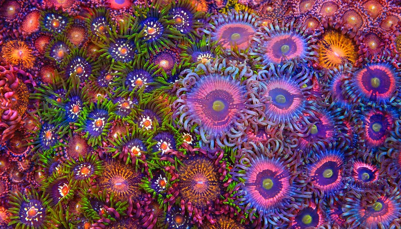 51147922640_519893e885_c.jpg