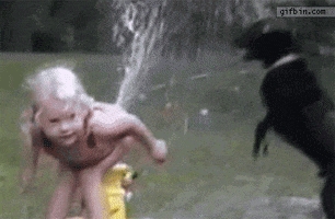 cat dog GIF