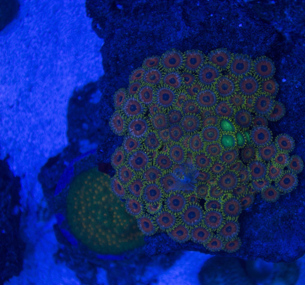 Zoas.JPG