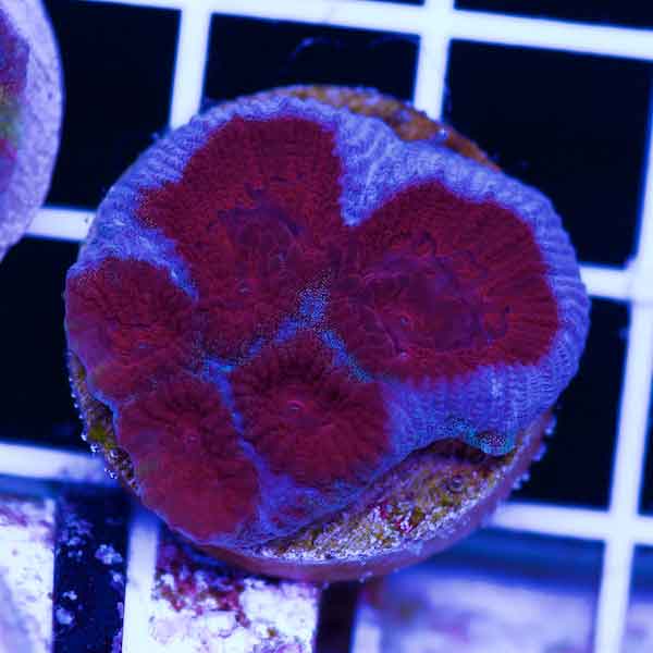 Coral Madness CC Blue Blood Favia