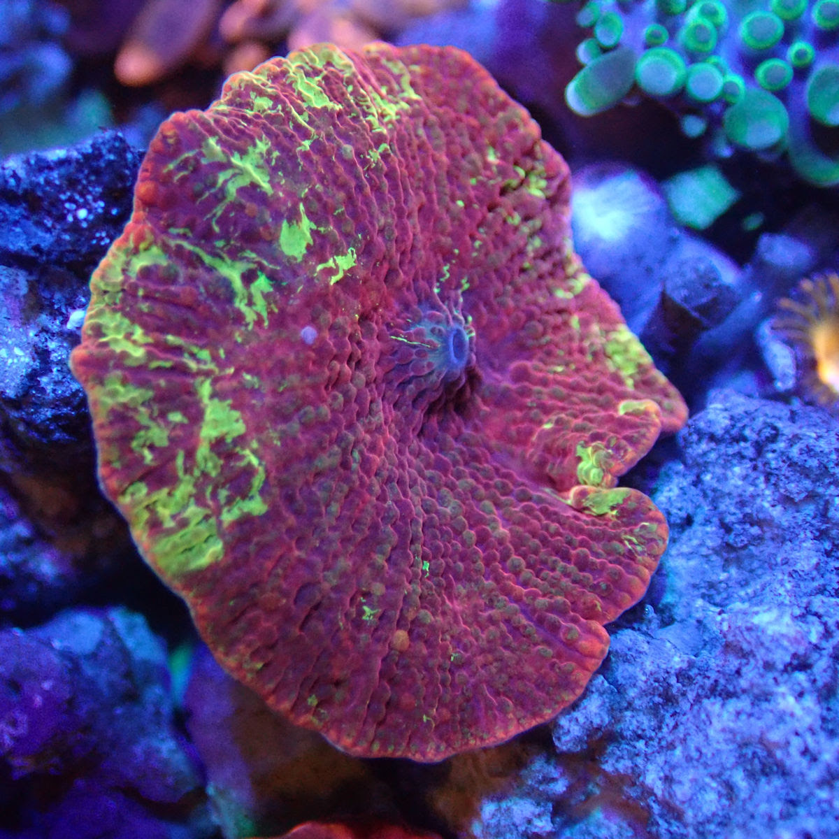 Image of WYSIWYG Coral Jawbreaker mushroom KRK-122