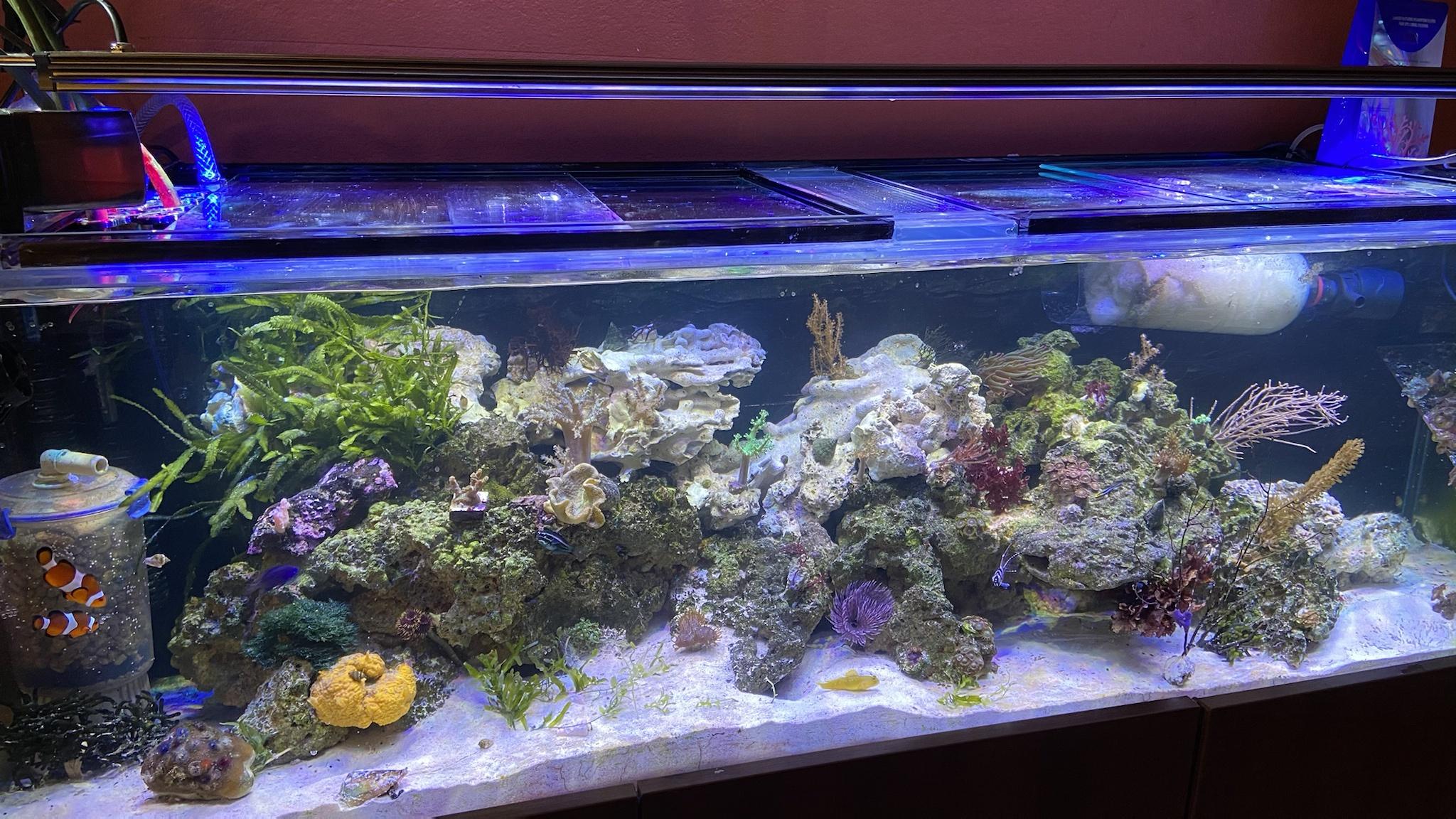 What filter floss do you use?  REEF2REEF Saltwater and Reef Aquarium Forum