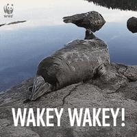 Wake Up Morning GIF by WWF_UK