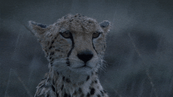 jaguar raining GIF
