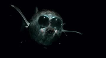 The Hatchetfish: An Abyssal Nightmare - Album on Imgur