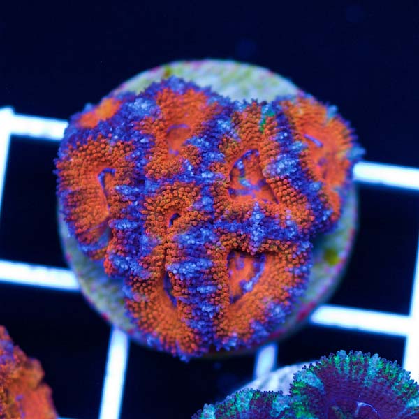 Coral Madness Aussie Acan #3