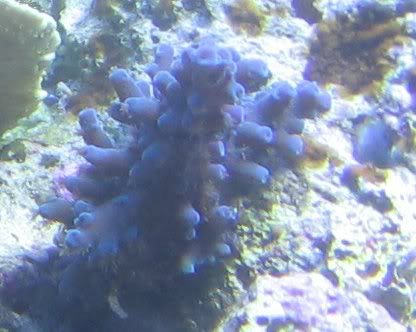 coralpics0131.jpg
