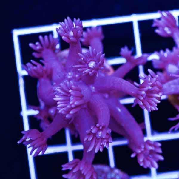 Coral Madness Aussie Goniopora #4