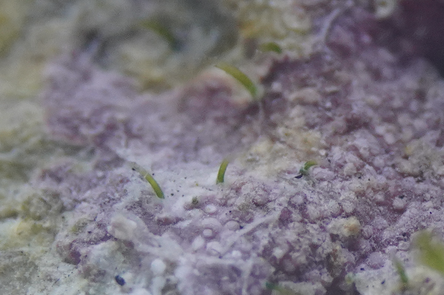 Green algae growing on live rock - is it Neomeris annulata? | Reef2Reef