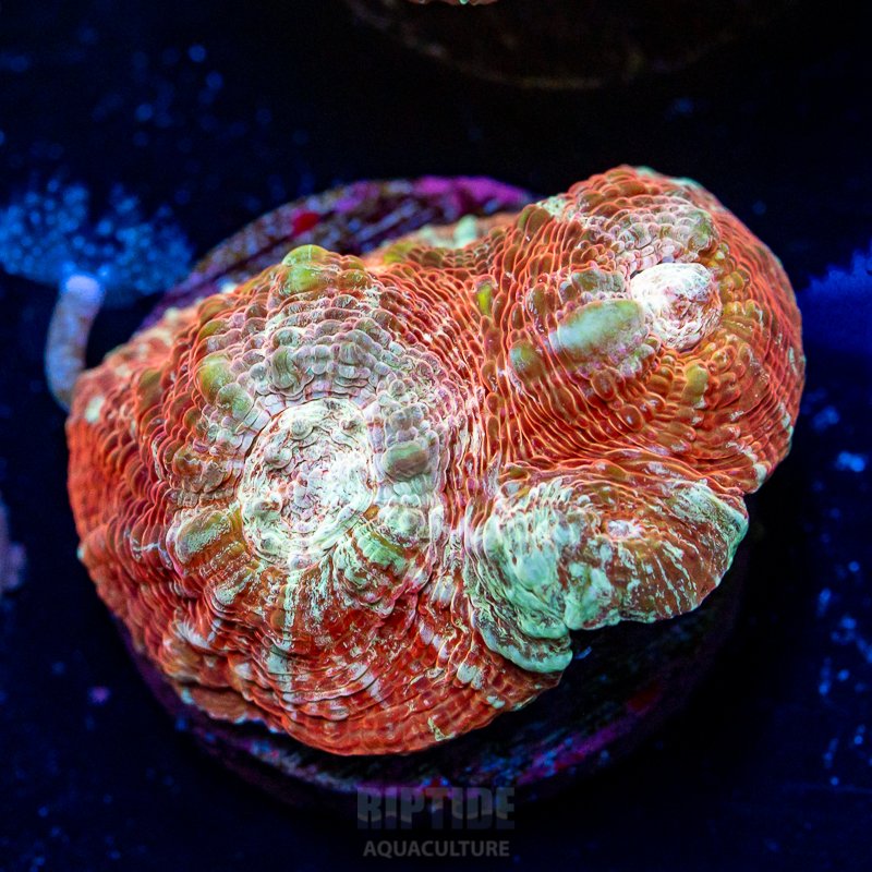 Riptide-8127.jpg