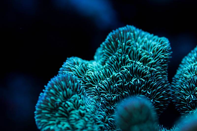 Coral Spotlight | Pavona | REEF2REEF Saltwater and Reef Aquarium Forum