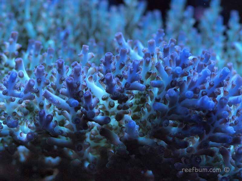 March-19-2011-Tankpic191.jpg