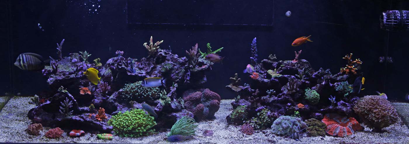 Full-Tank-Shot-July-27-2018.jpg