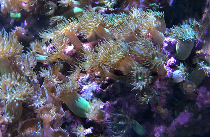 manjano-patch-700px.jpg