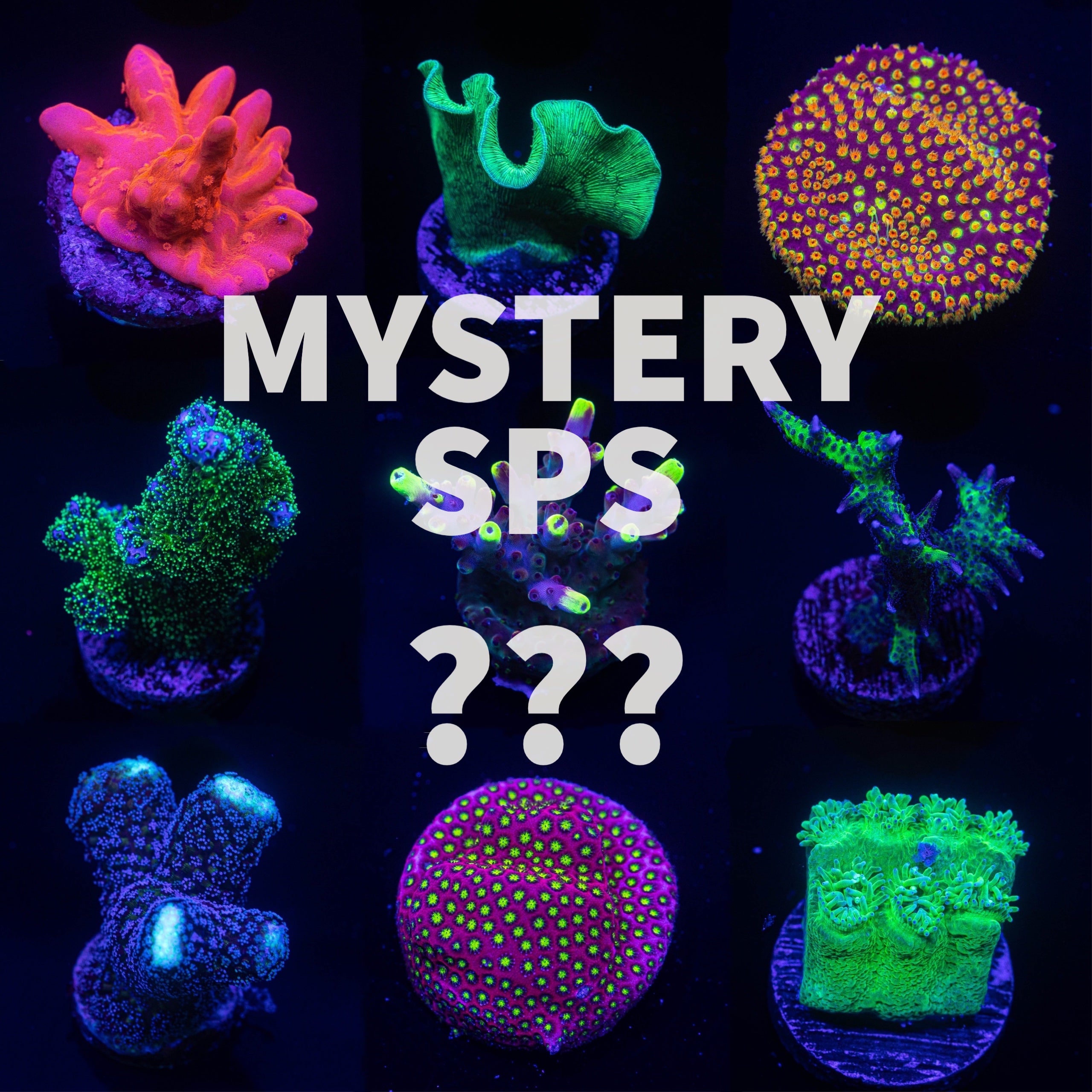 843-582-Mystery_SPS_copy_2.jpg