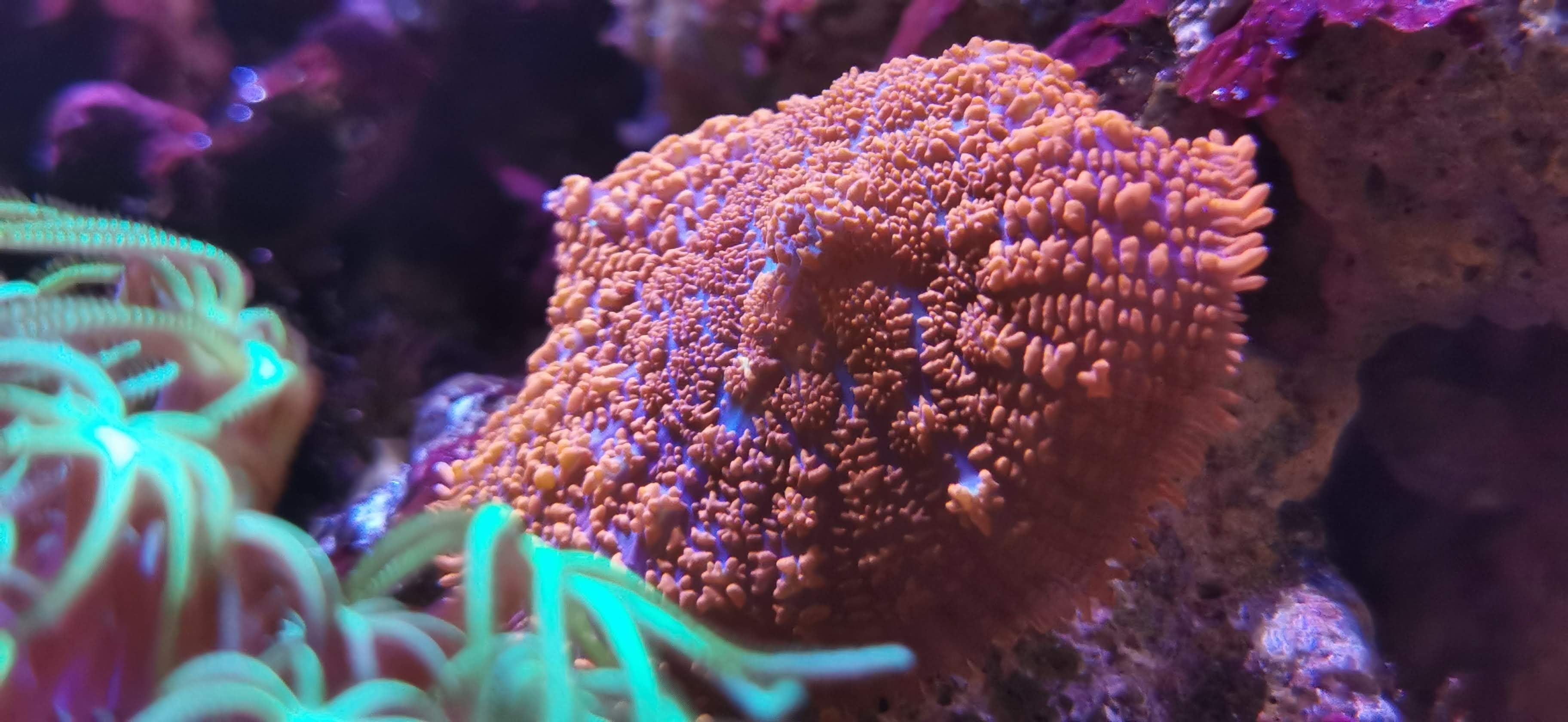 5I1eB4D.jpg