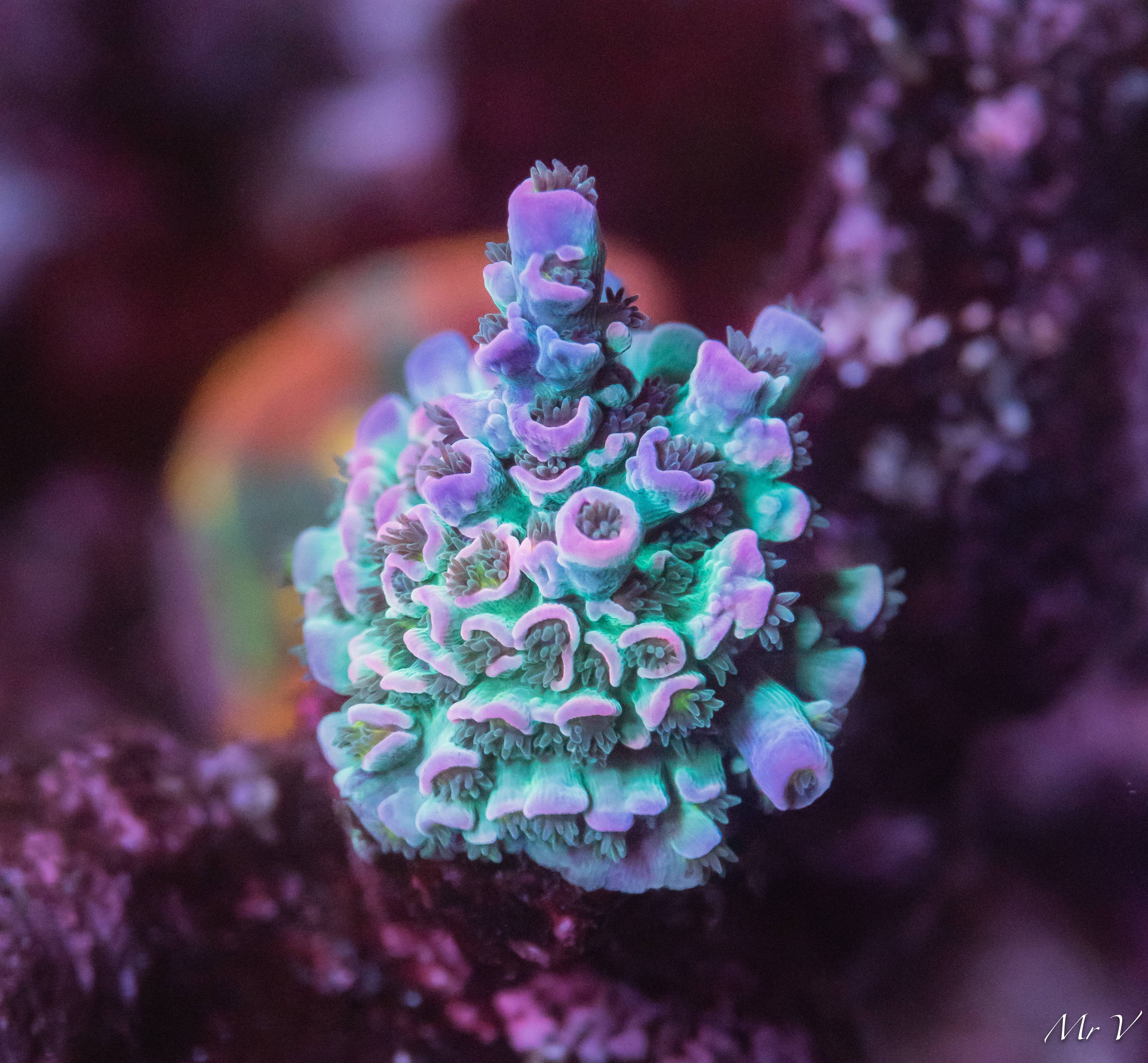 d364Kt3.jpg