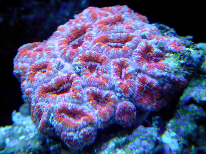 coral11.jpg