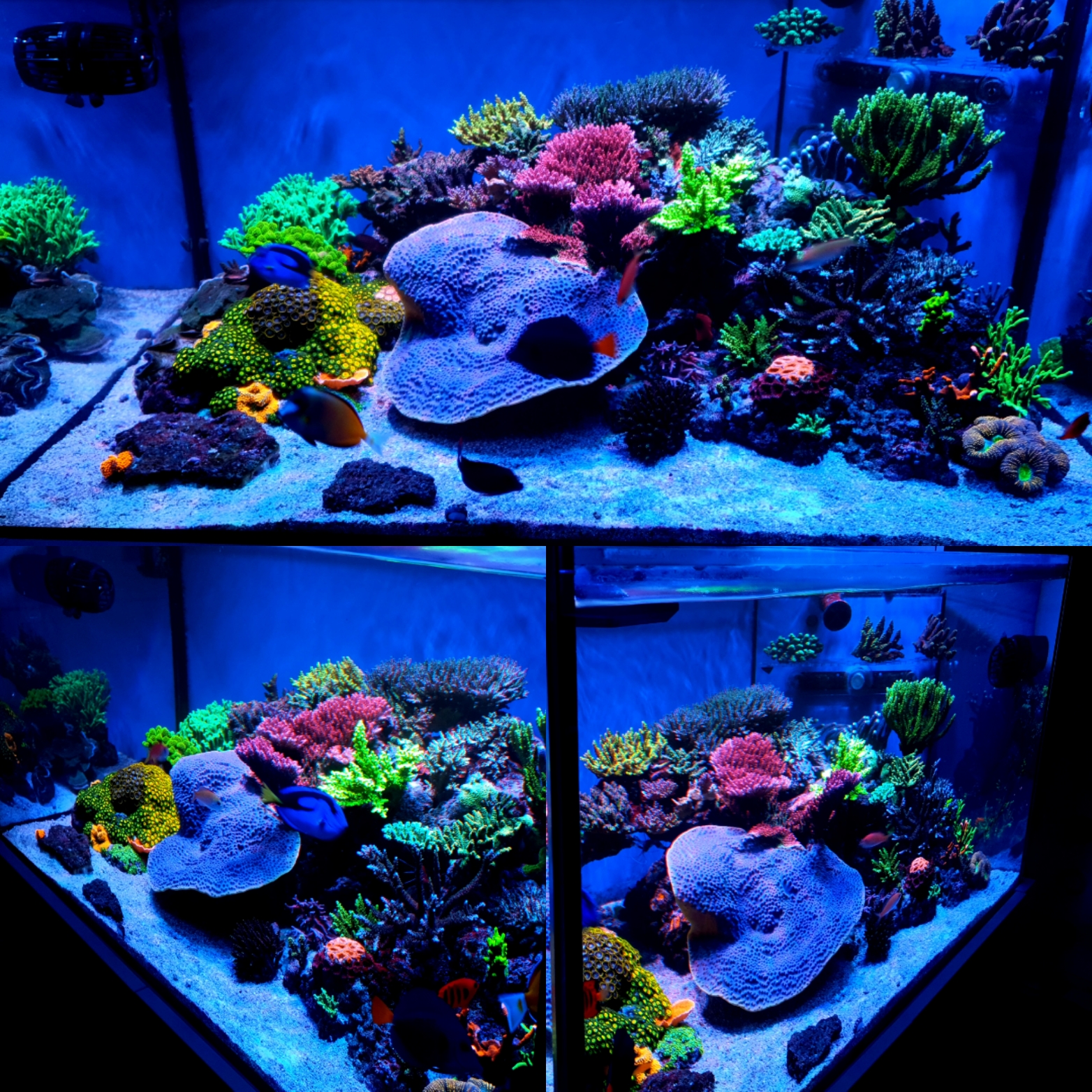 OR3-Blue-Plus-corals.jpg