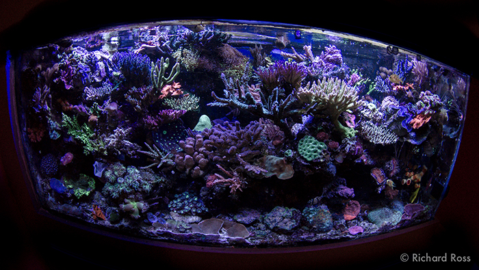 reefs.com
