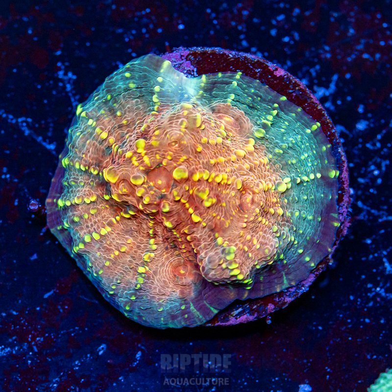 Riptide-8103.jpg
