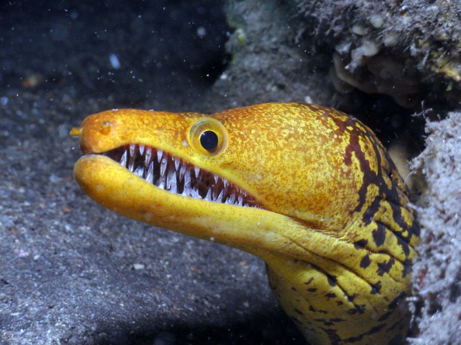 moray3-thumb.jpg