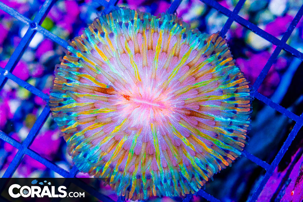 www.corals.com