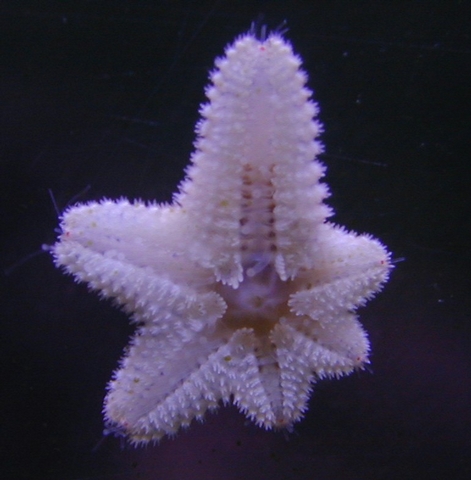 asterina-3.jpg