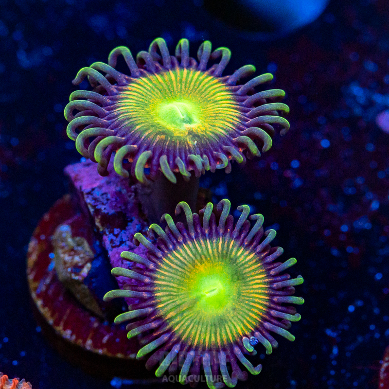 Riptide-8092.jpg