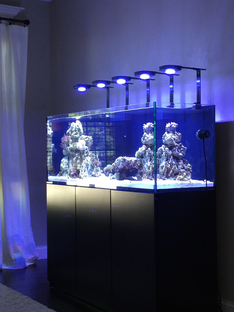 Build Thread Broadfield S Red Sea Reefer 450 Build Ocd Inspired Going Back To A Reef Page 55 Reef2reef Saltwater And Reef Aquarium Forum